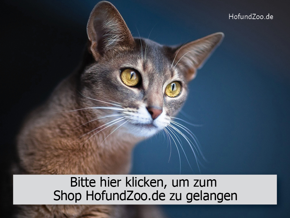 Katze Hofundzoo.de