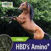 HBD'S AMINO+ für Pferde