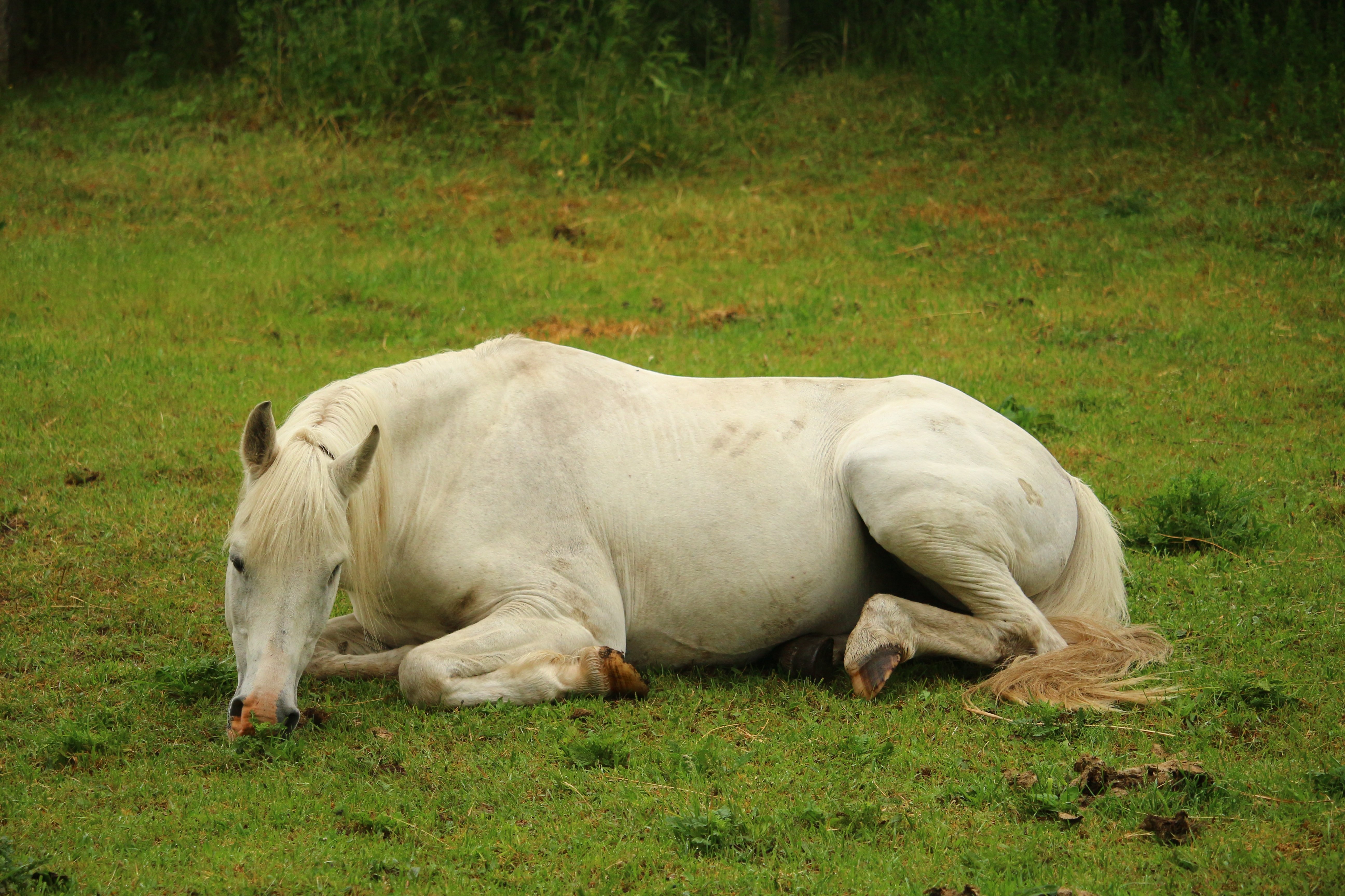 horse-1417276_Liegend_Bild_von_rihaij_auf_Pixabay